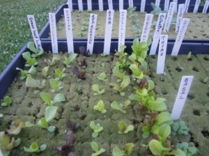 Lã de Rocha - Acusterm isolamentos termicos e acusticos uso em plantação e jardinagem